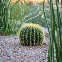 Cactus,In,Landscaping,In,Southwest,Arizona